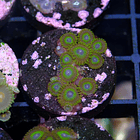 Zoanthus la lakers 2