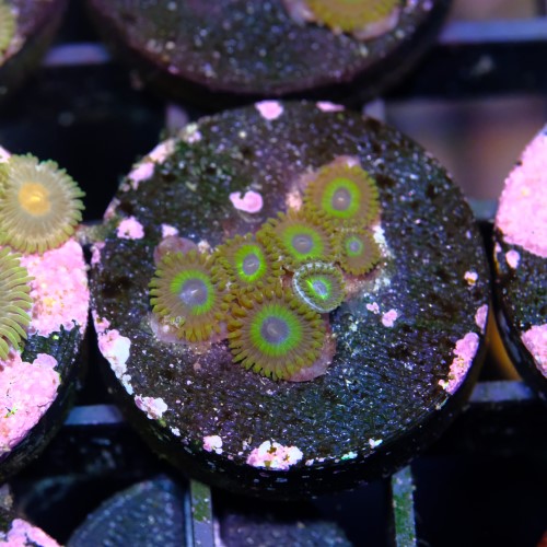 Zoanthus la lakers 2