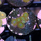 Zoanthus la lakers 2