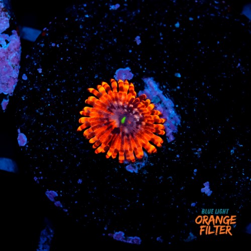 Zoanthus utther chaos  1