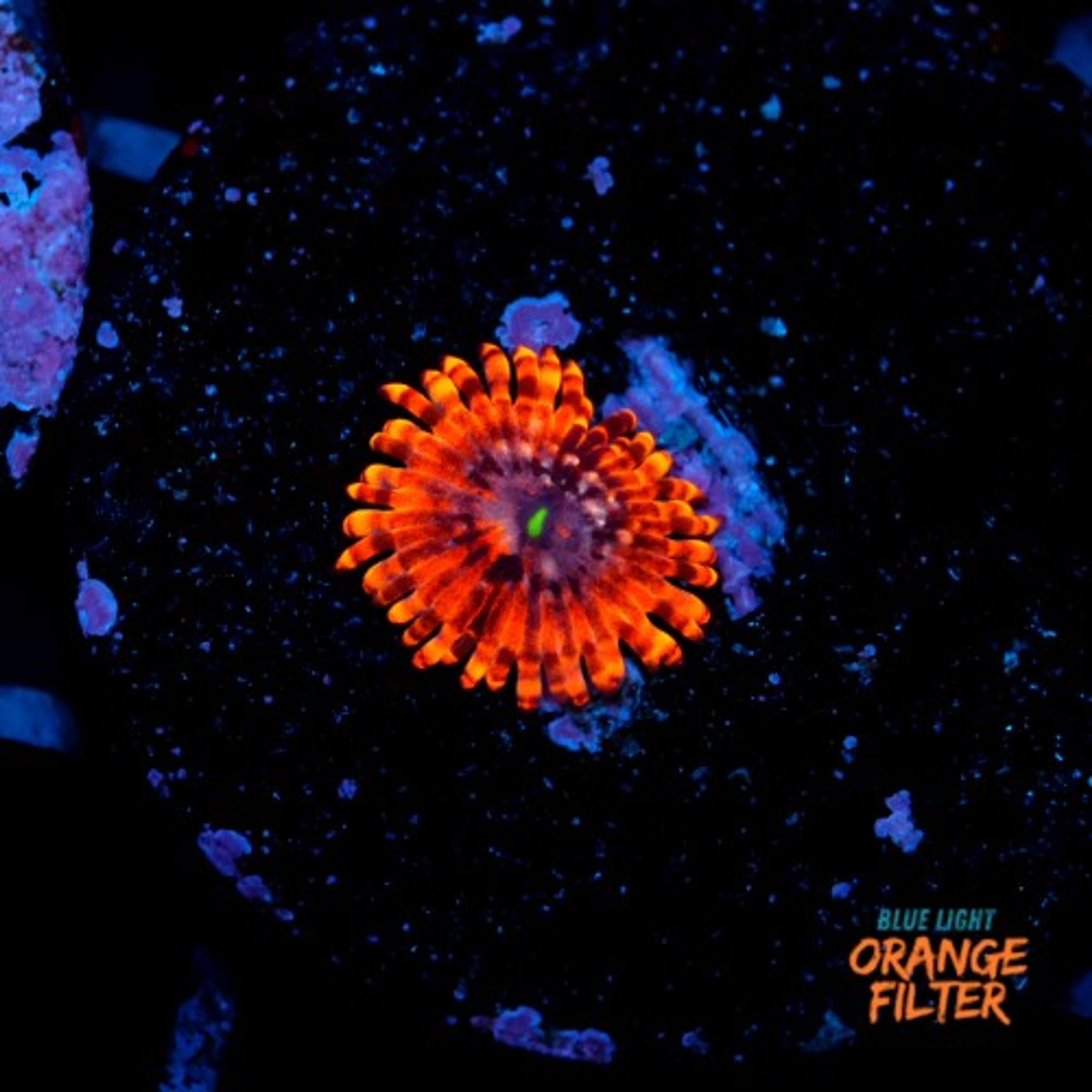 Zoanthus utther chaos 