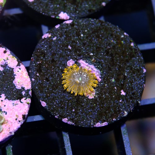 Zoanthus utther chaos  2