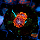 Zoanthus utther chaos  1