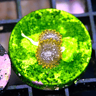 Zoanthus utther chaos  2