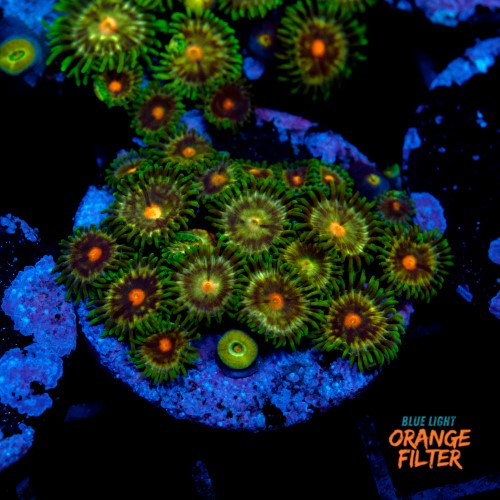 Zoanthus daisy cutter 1