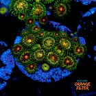 Zoanthus daisy cutter 1