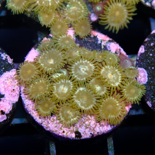 Zoanthus daisy cutter 2