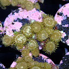 Zoanthus daisy cutter 2