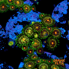 Zoanthus daisy cutter 1