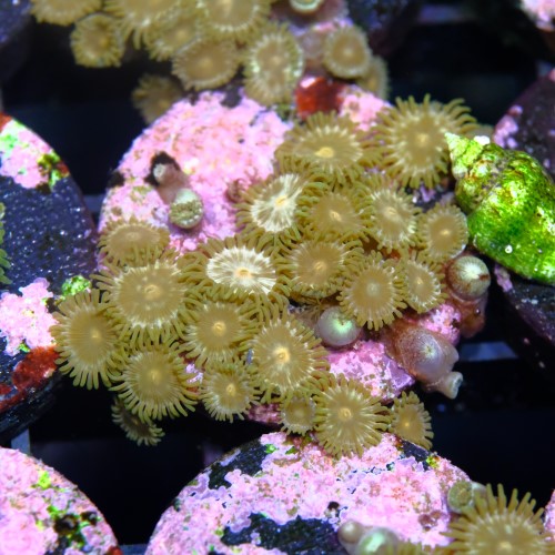 Zoanthus daisy cutter 2