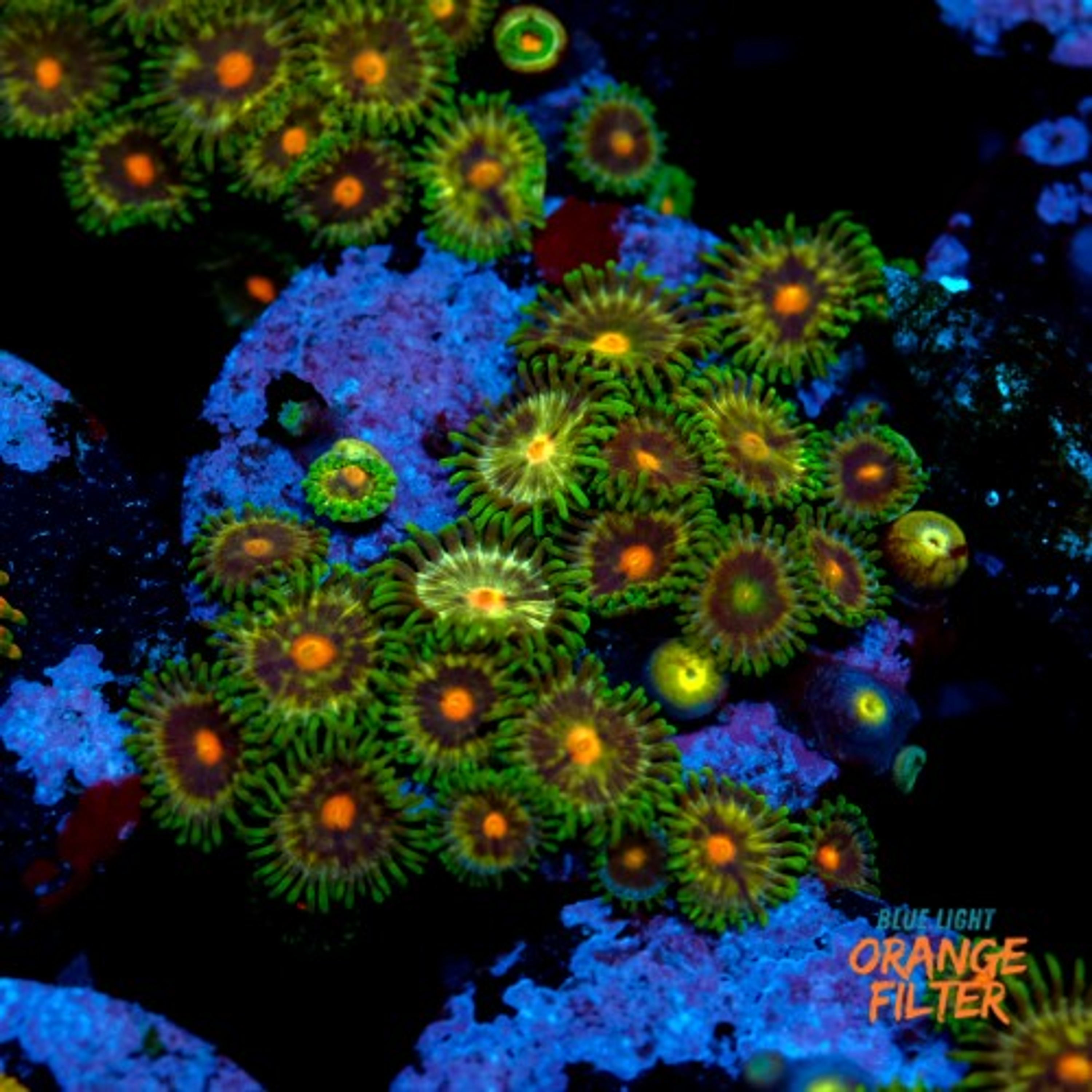 Zoanthus daisy cutter