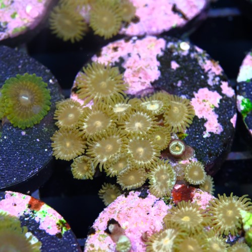 Zoanthus daisy cutter 2