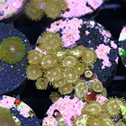 Zoanthus daisy cutter 2