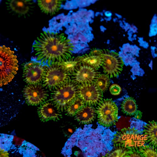 Zoanthus daisy cutter 1