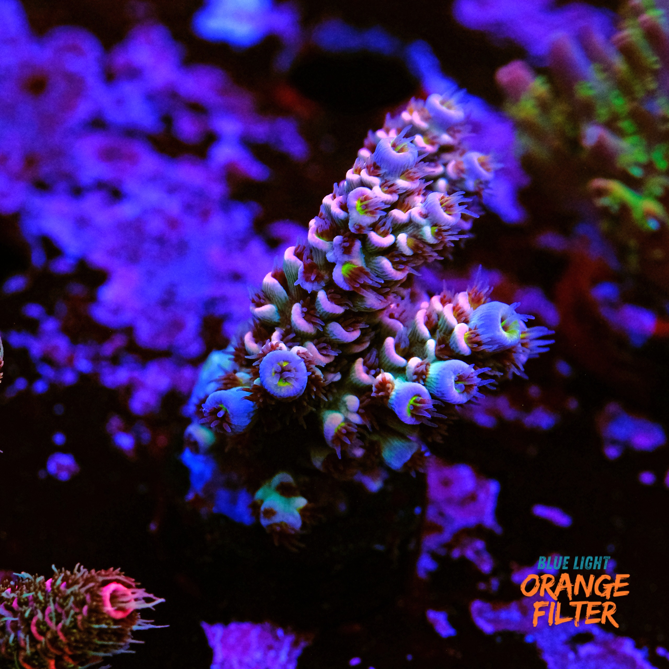Acropora tenuis 