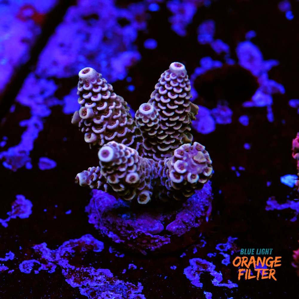 Acropora millepora 