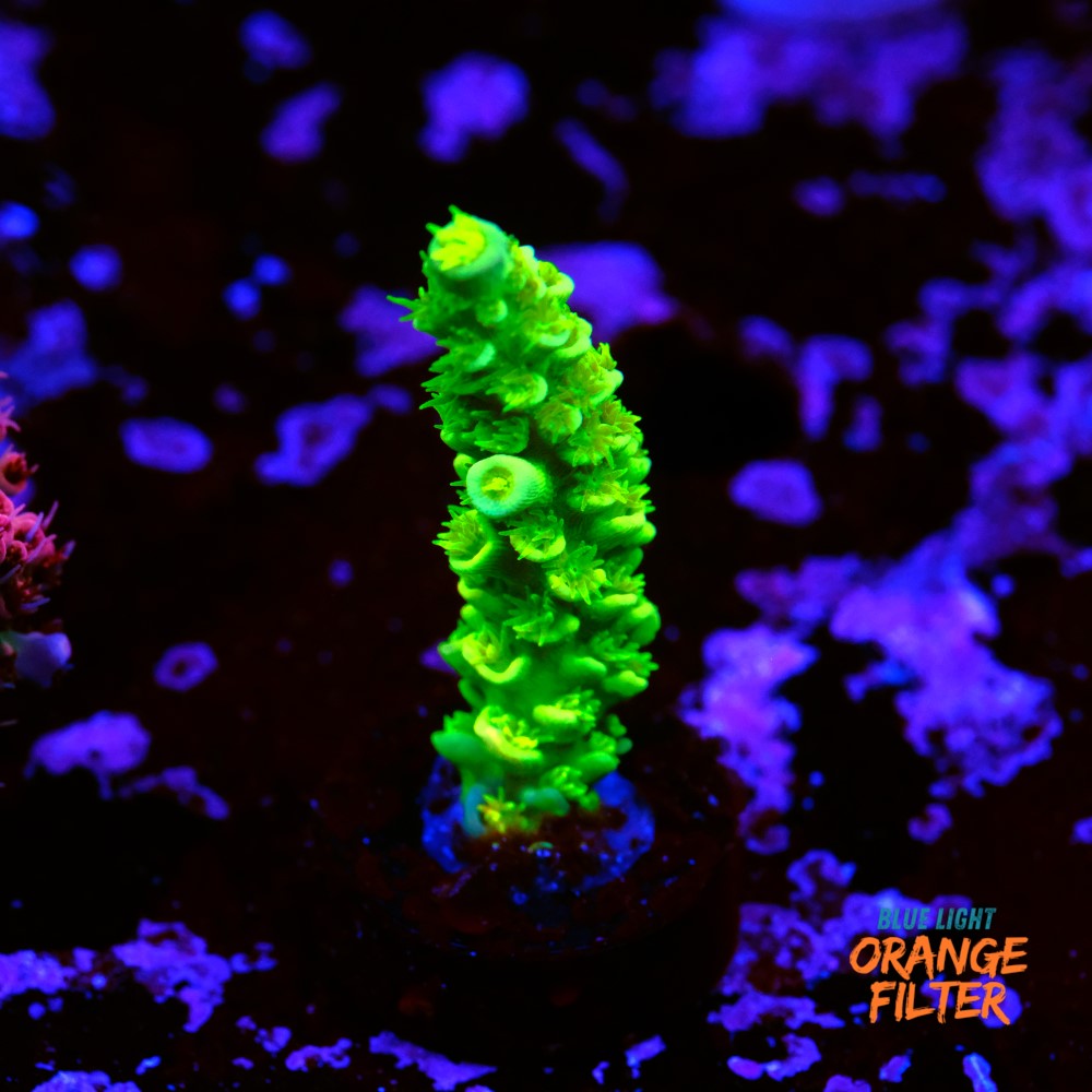 Acropora vermiculata 