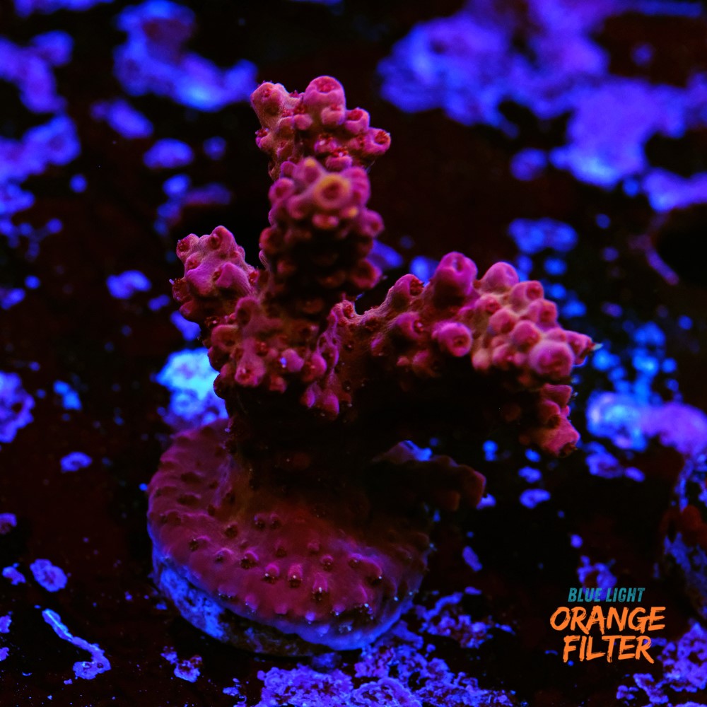 Acropora Rosaria Cherry blossom