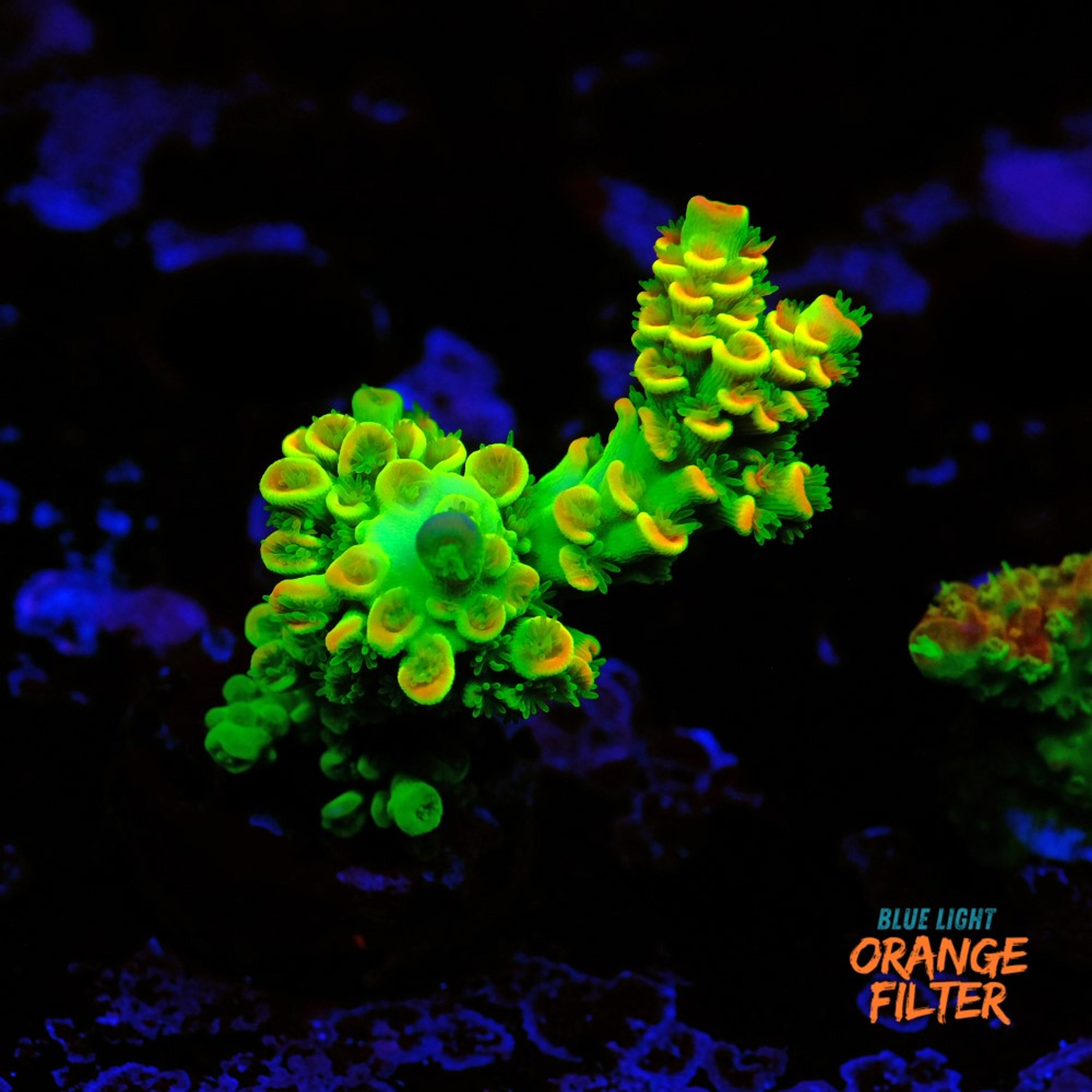 Acropora vermiculata "peter pan"