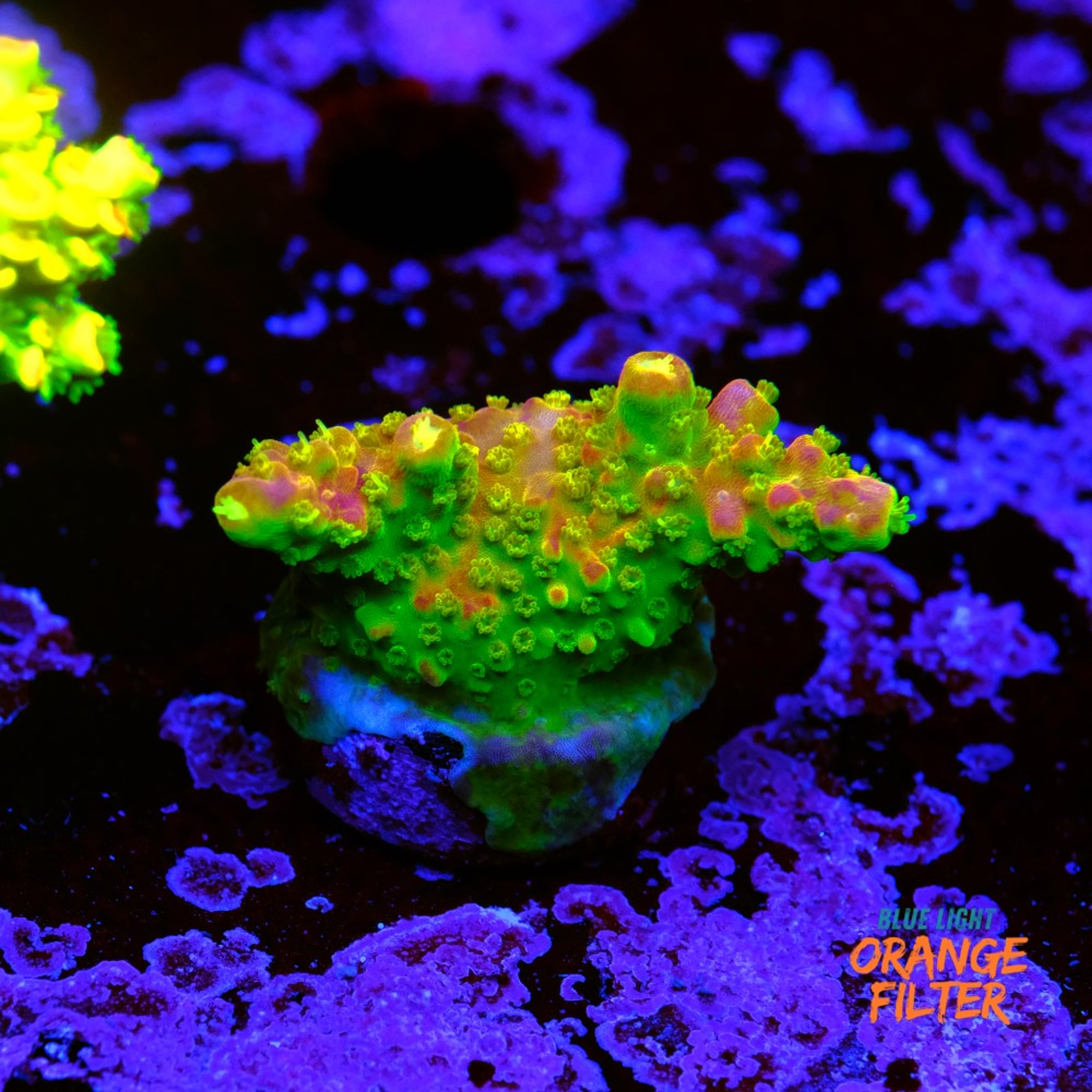 Acropora paletta pink tips