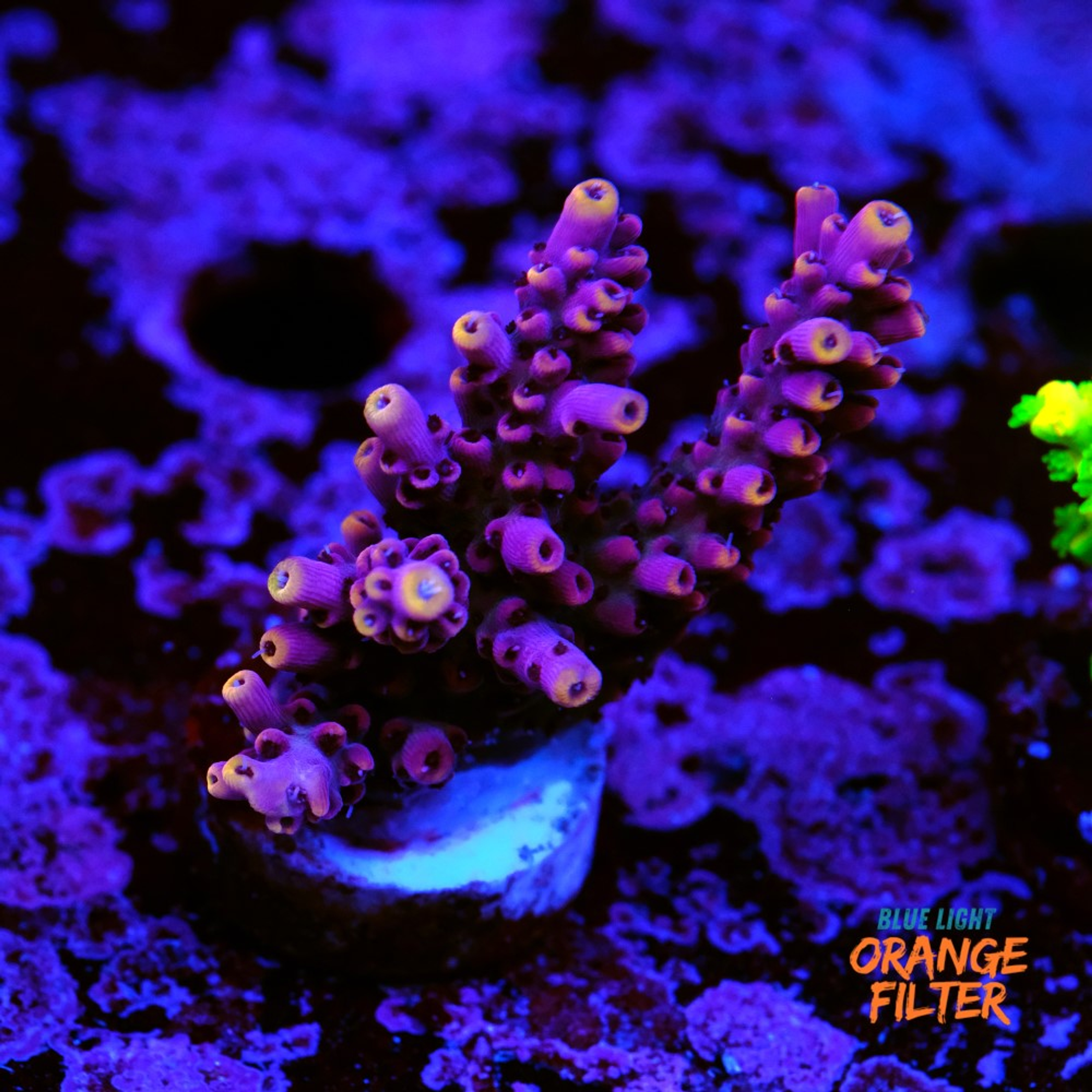 Acropora "pink cadilac"