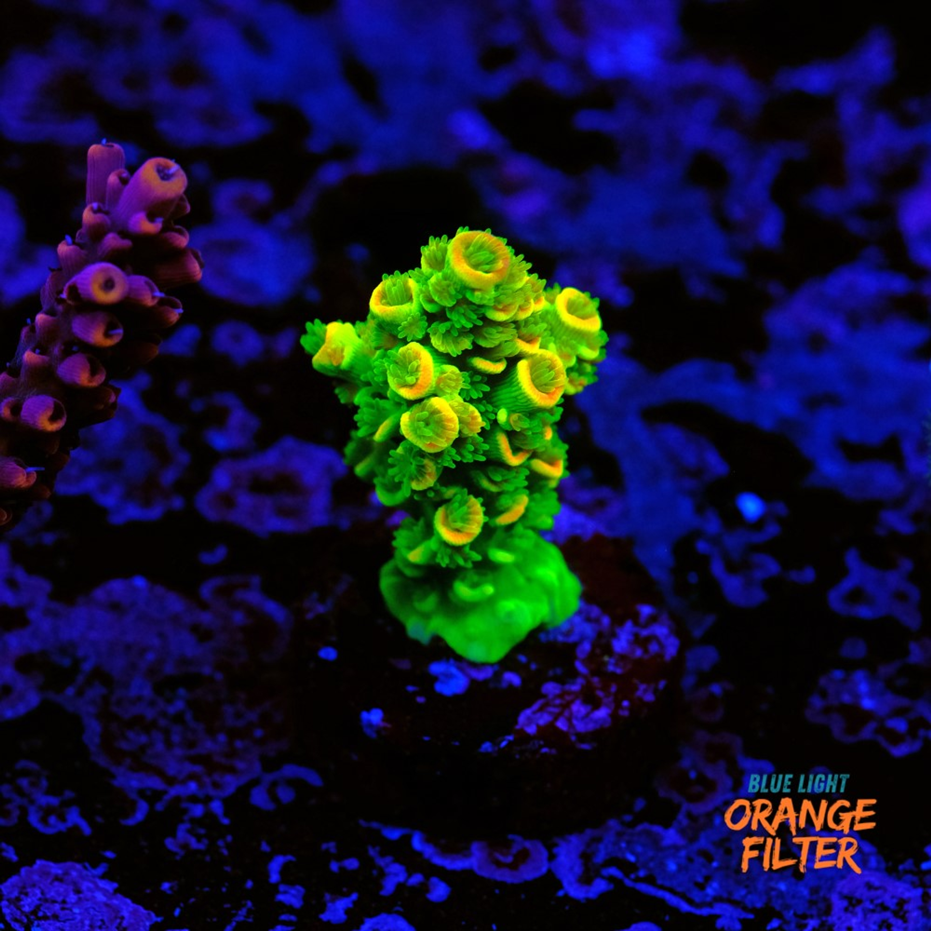 Acropora vermiculata "peter pan"