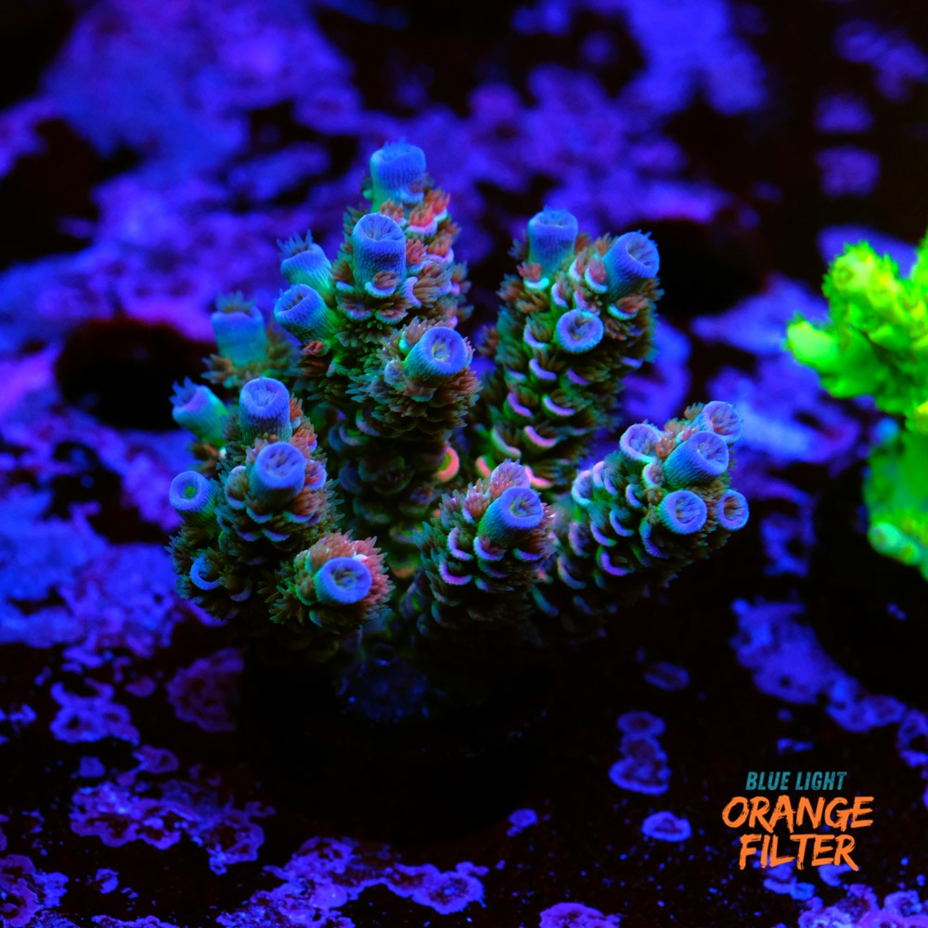 Acropora tenuis "Mango passion"