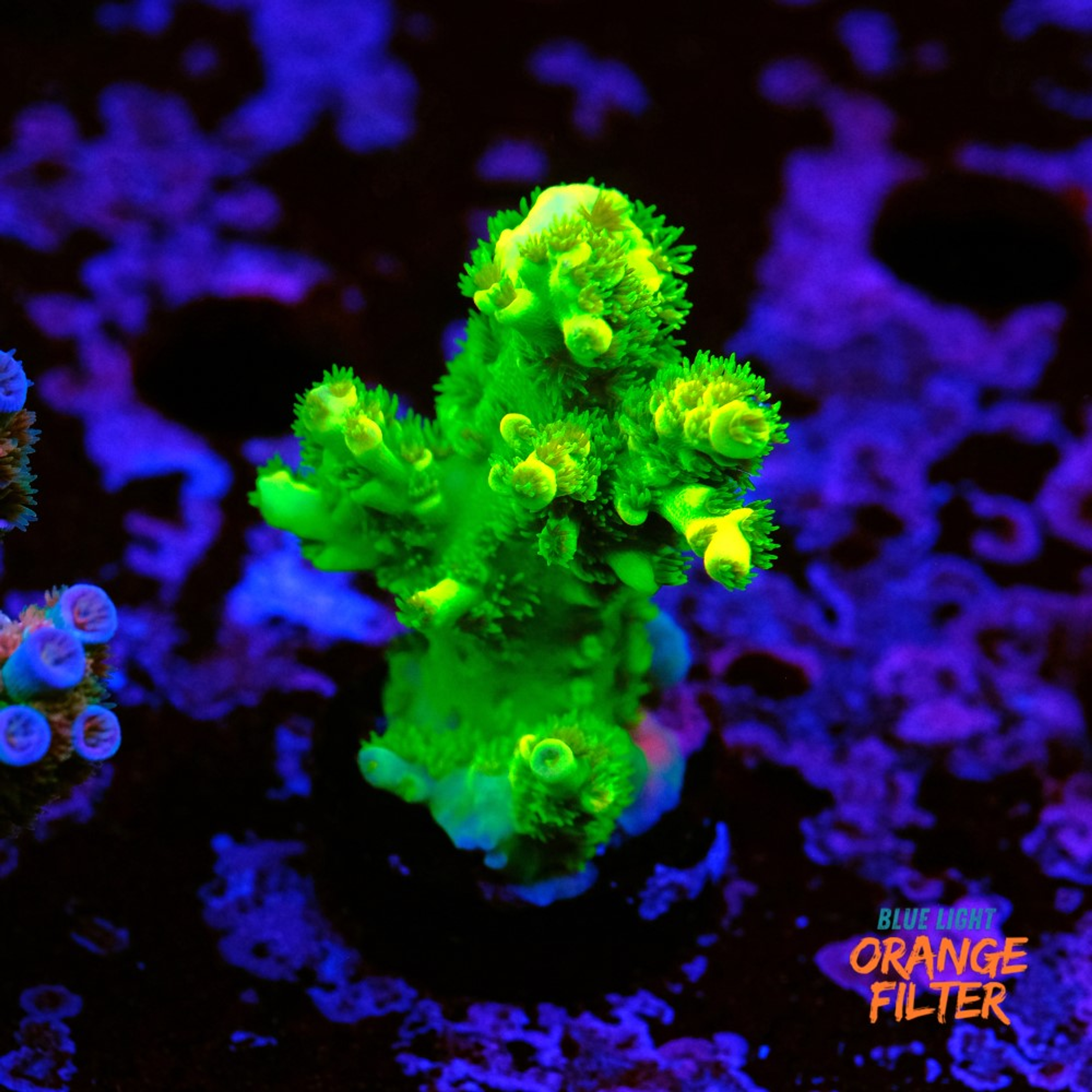 Acropora vermiculata "peter pan"