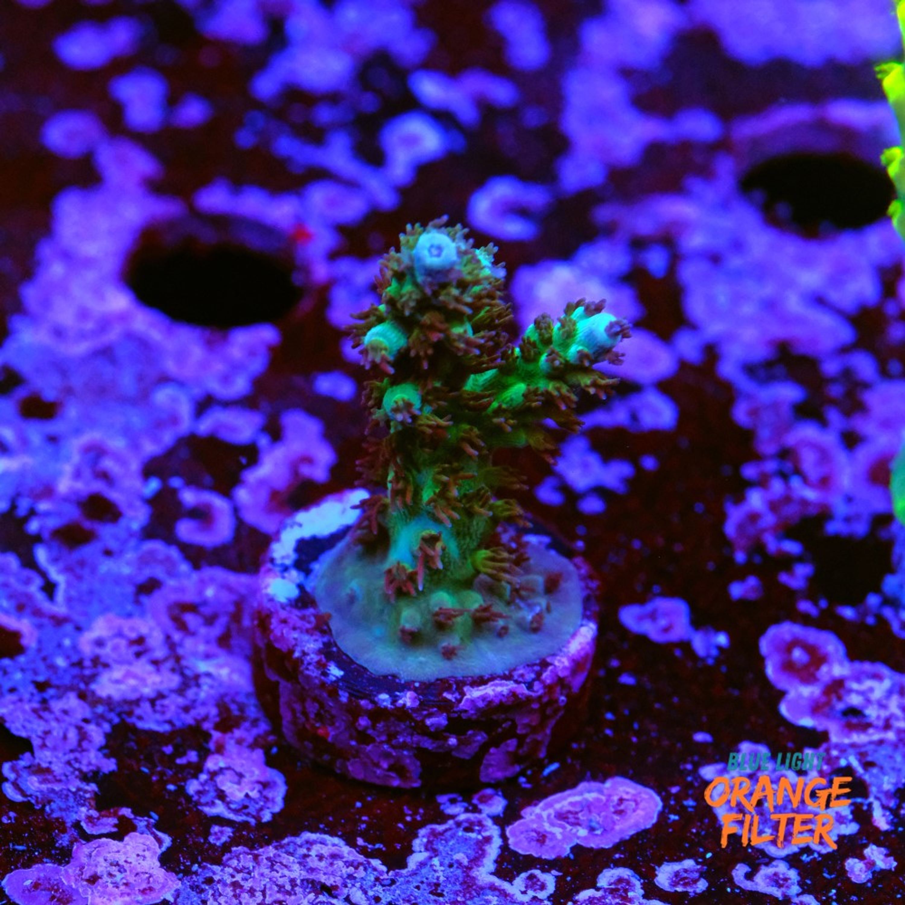 Acropora "coldflare"