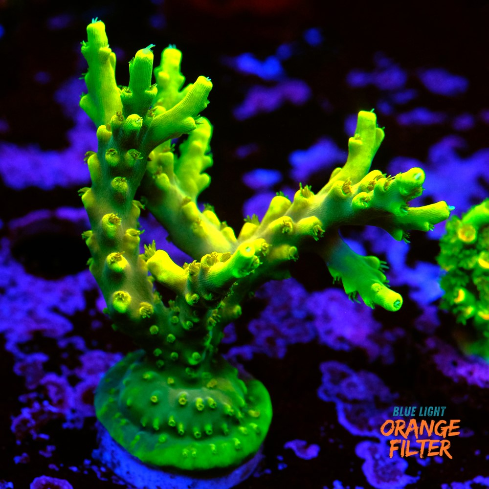 Acropora 