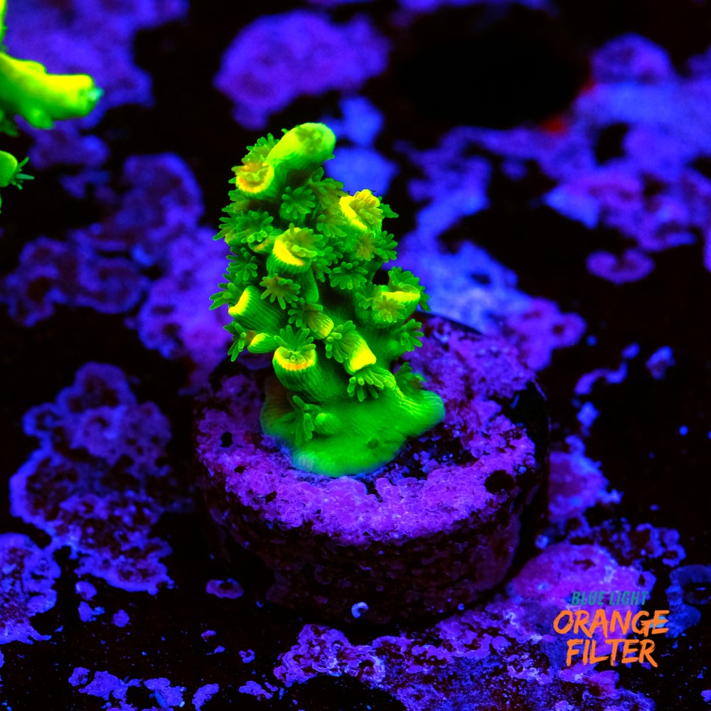 Acropora vermiculata 