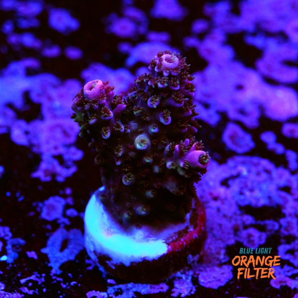 Acropora abrotanoides red
