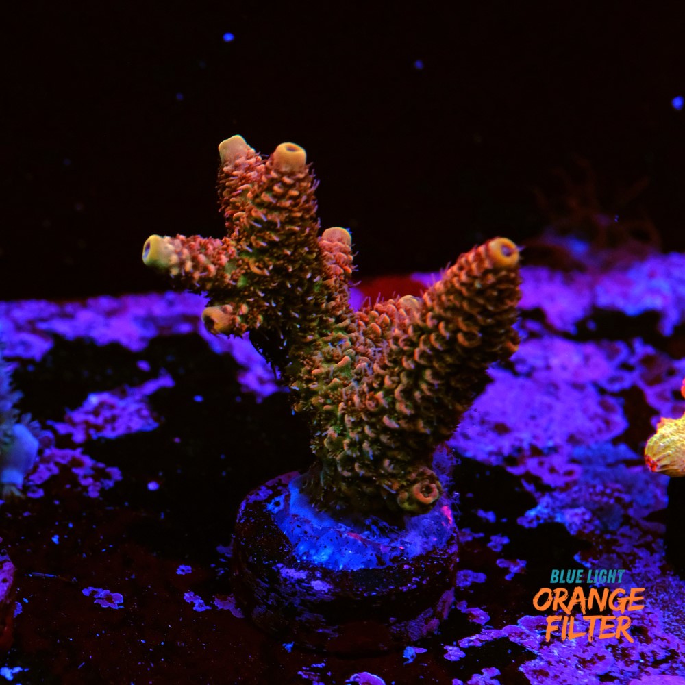 Acropora millepora 
