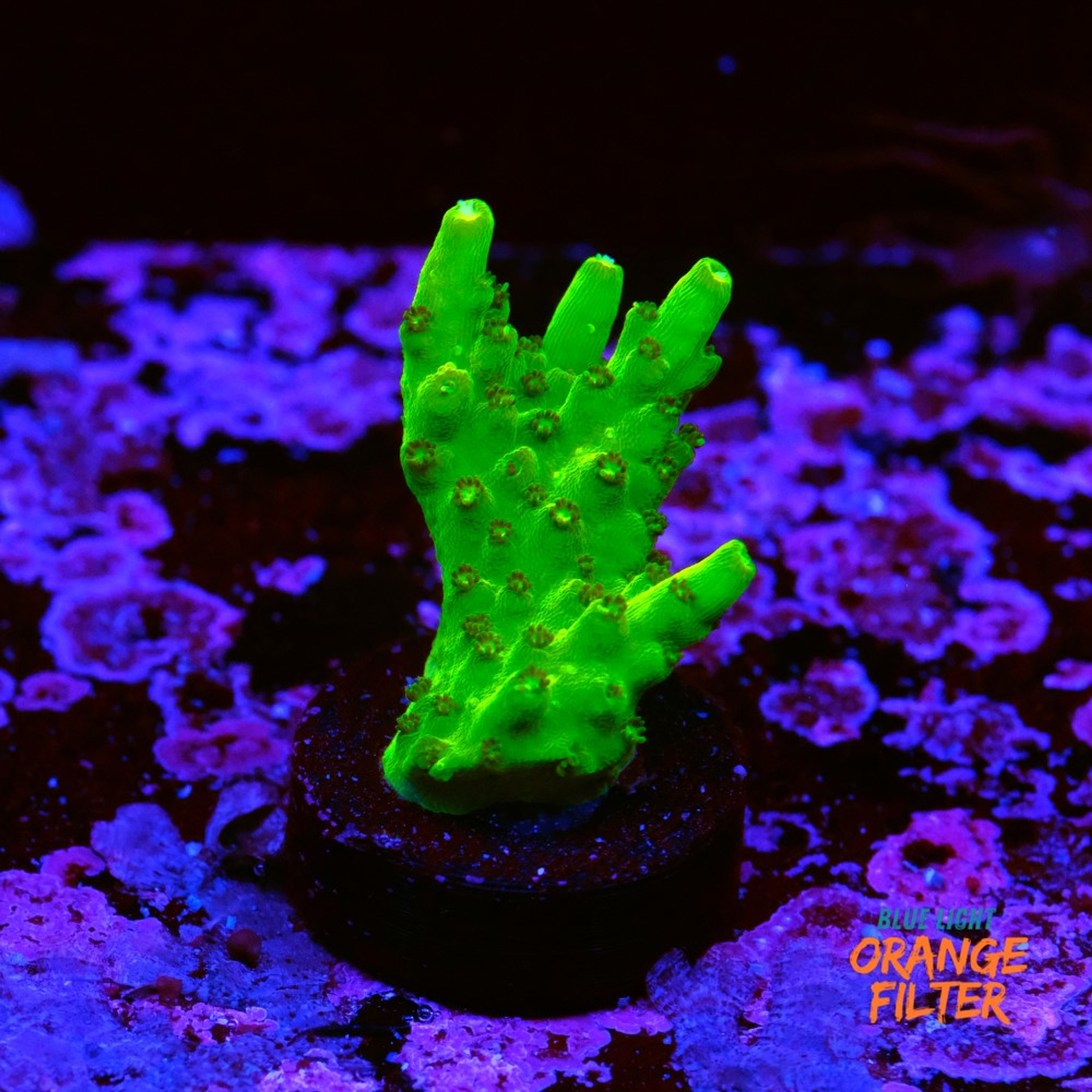 Acropora efflorescens