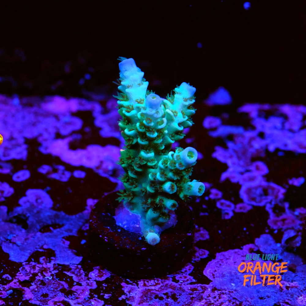 Acropora tenuis