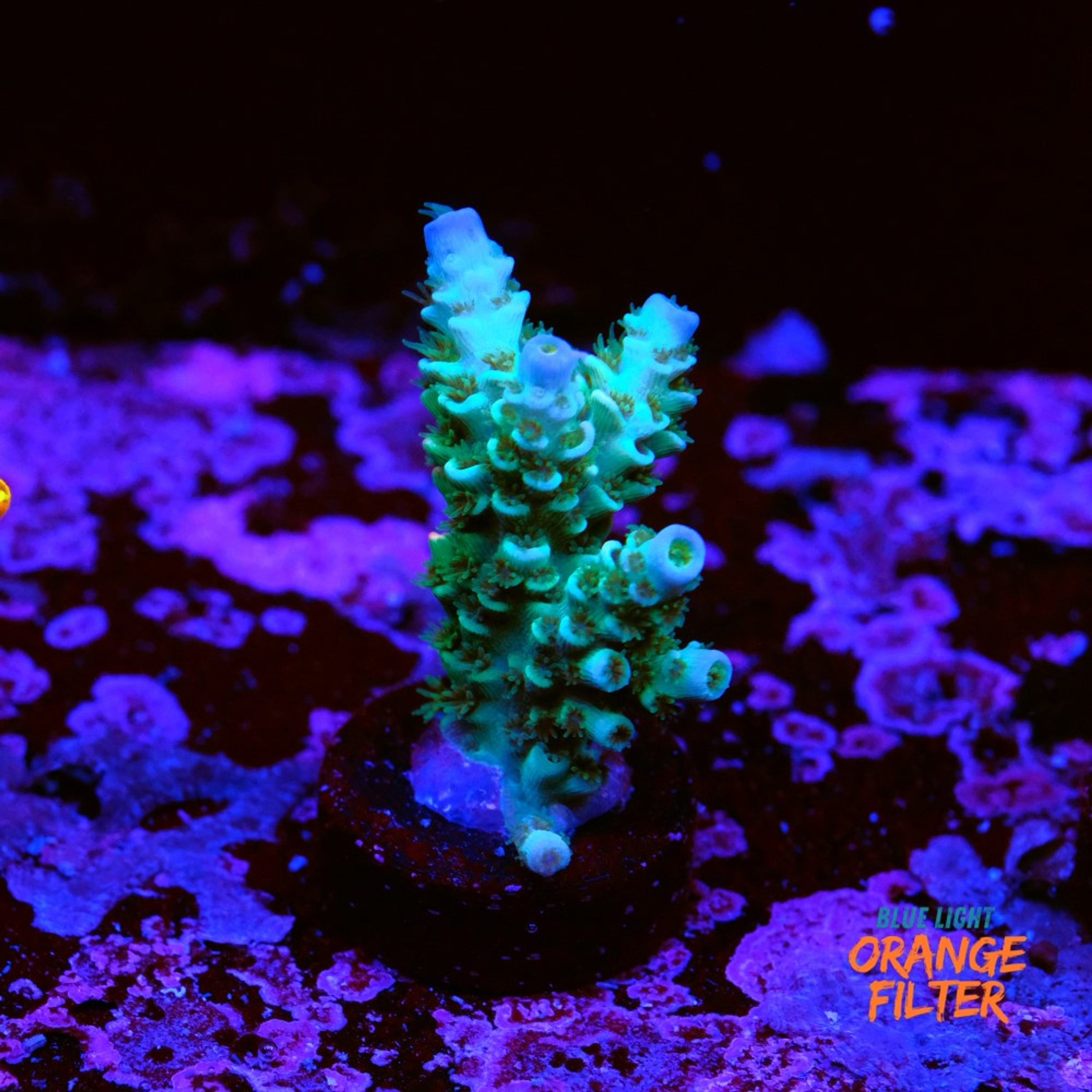 Acropora tenuis
