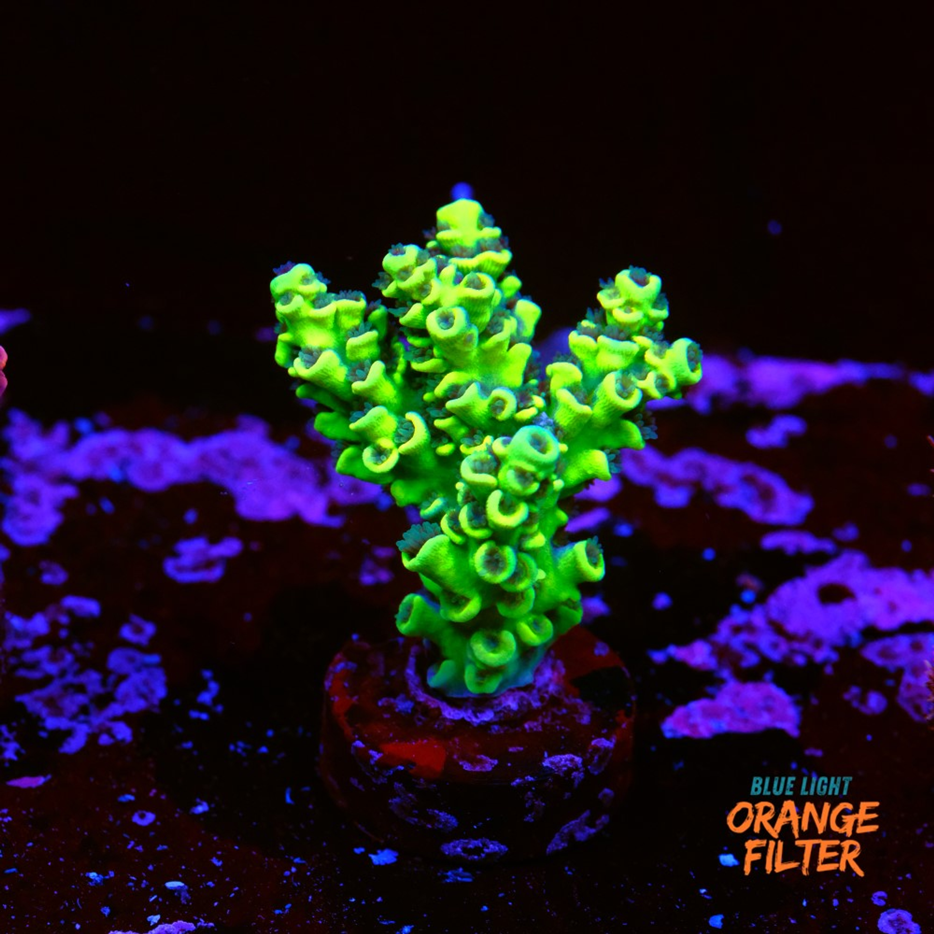 Acropora tenuis