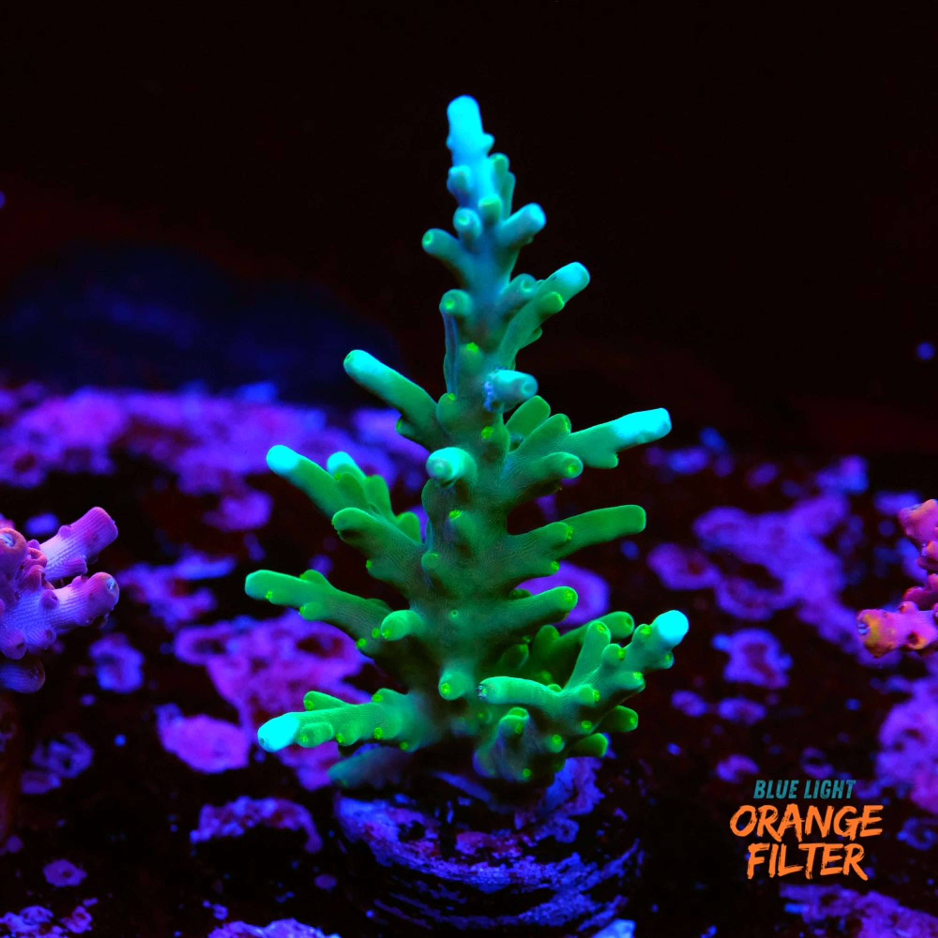 Acropora carduus