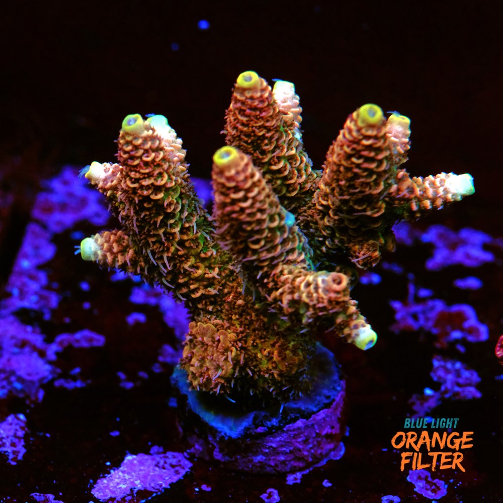 Acropora millepora 