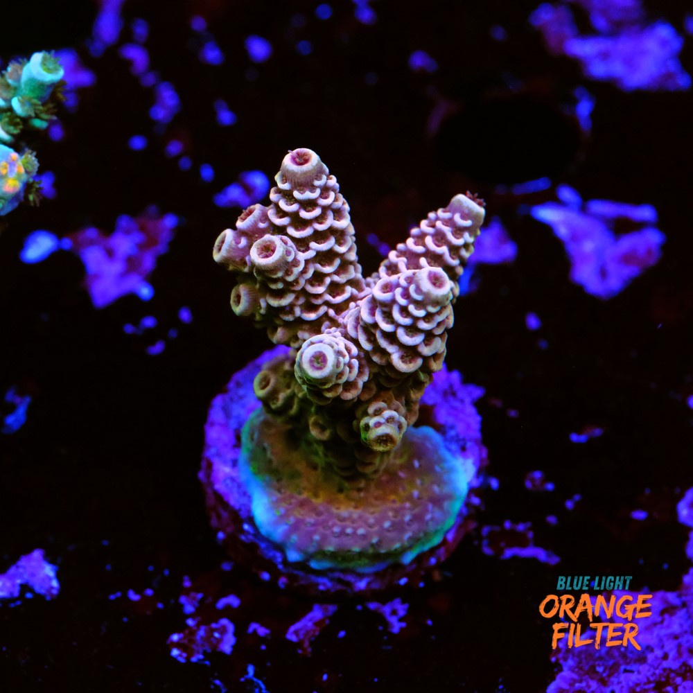 Acropora millepora 