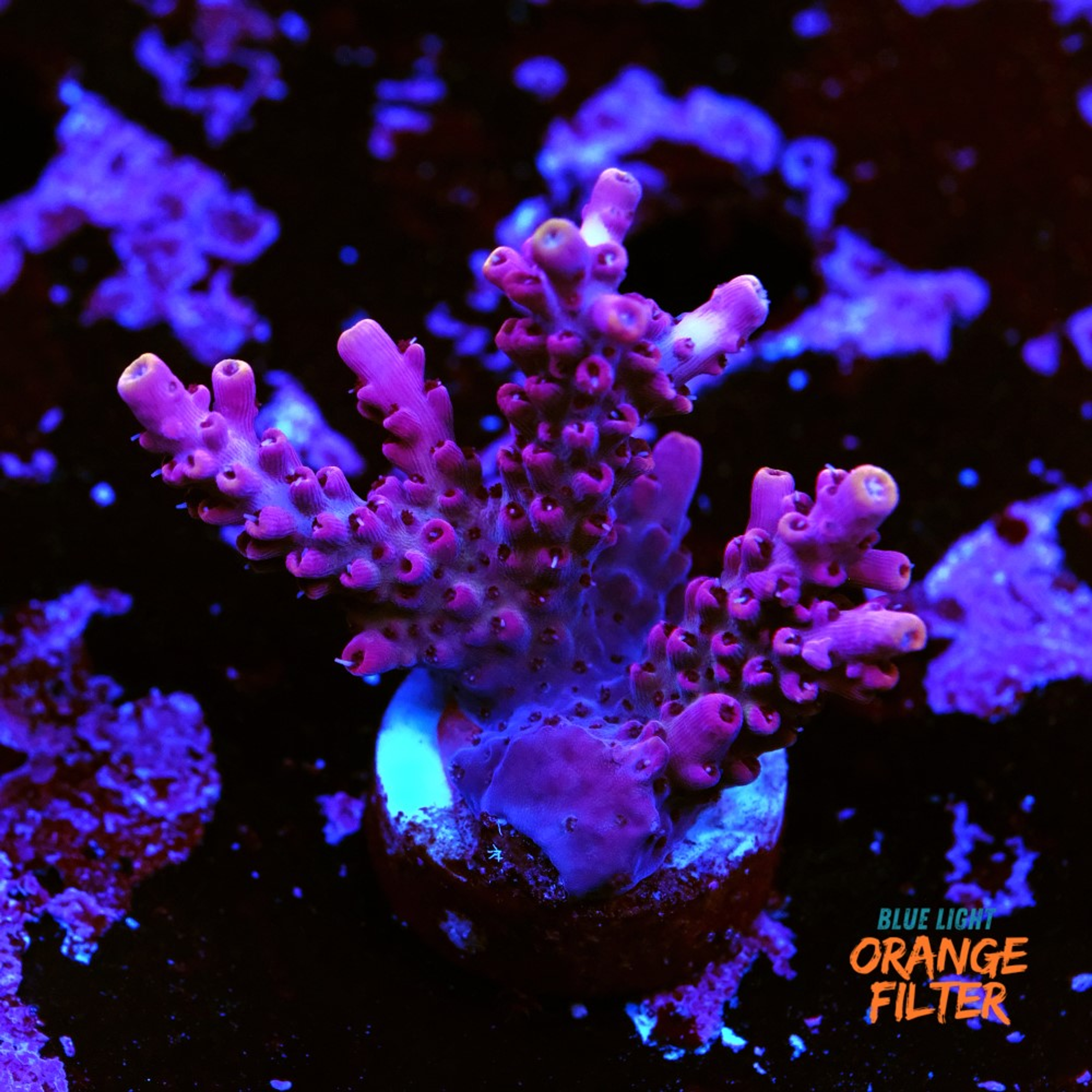 Acropora "pink cadilac"