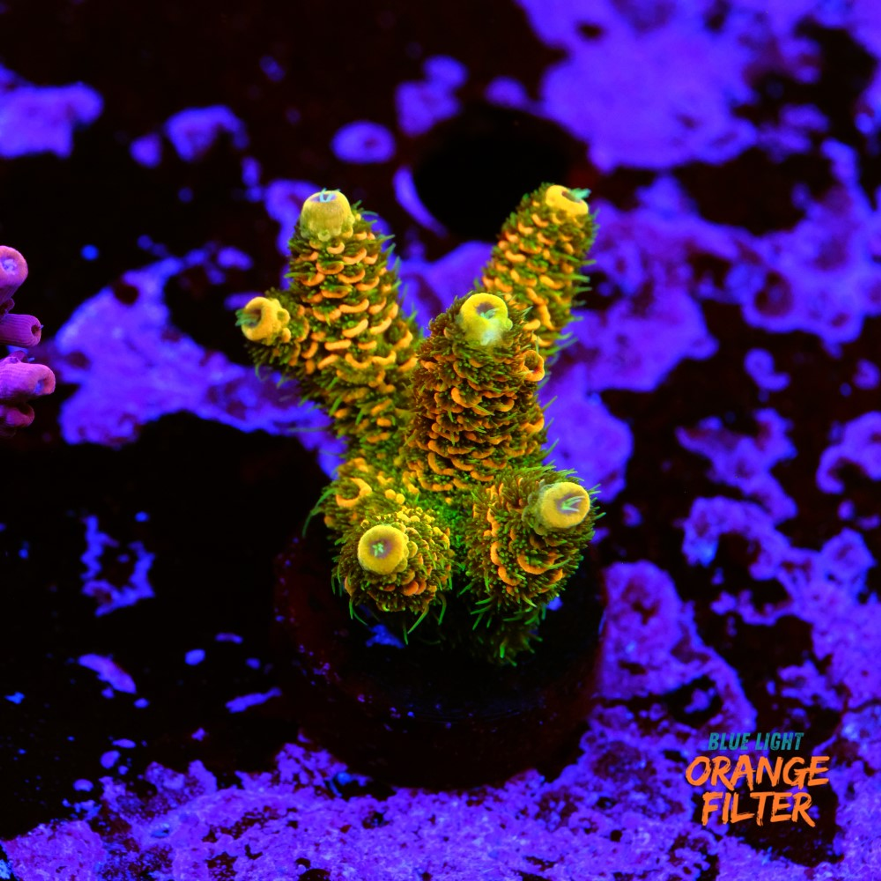 Acropora millepora OG sunset