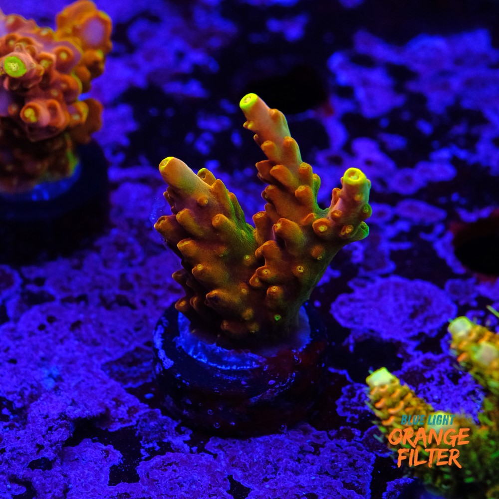 Acropora goldfinger
