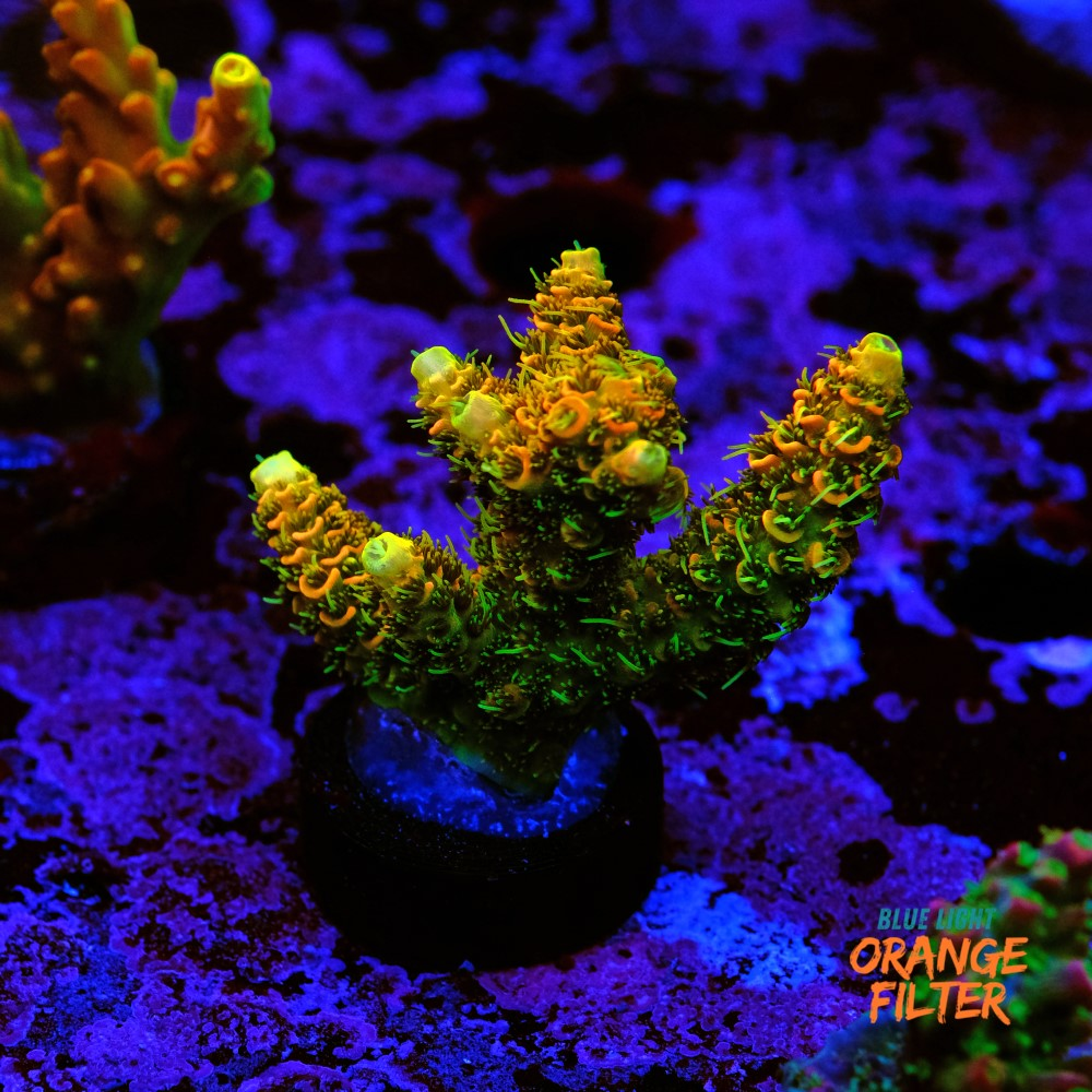 Acropora millepora 