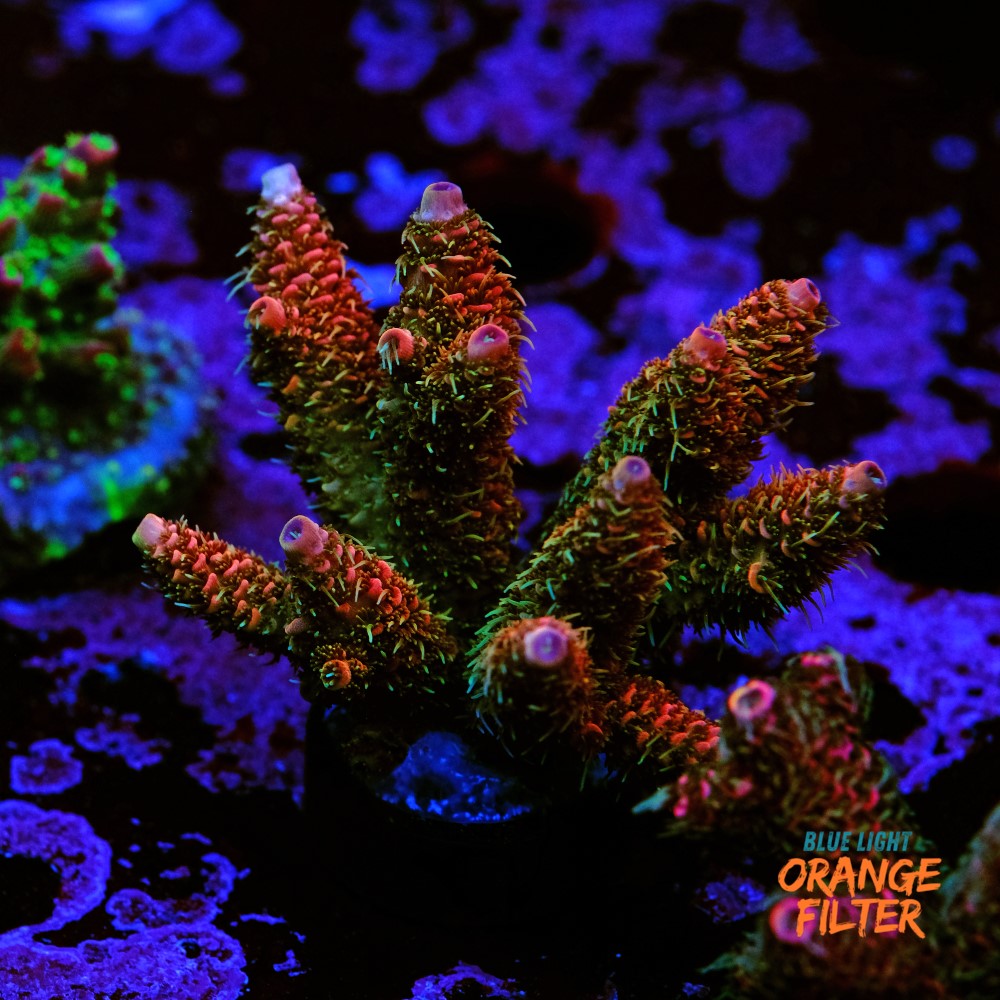 Acropora millepora 