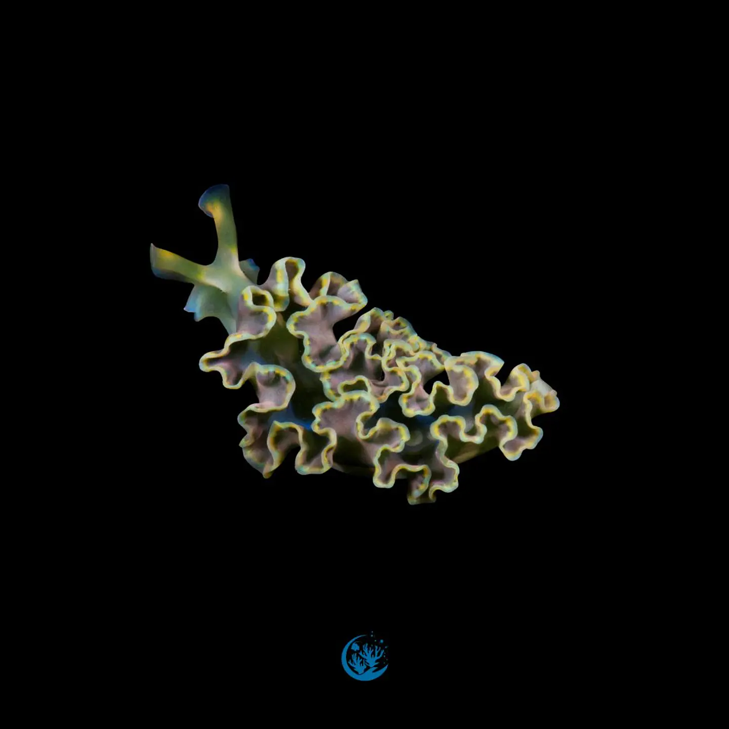 Elysia crispata 1