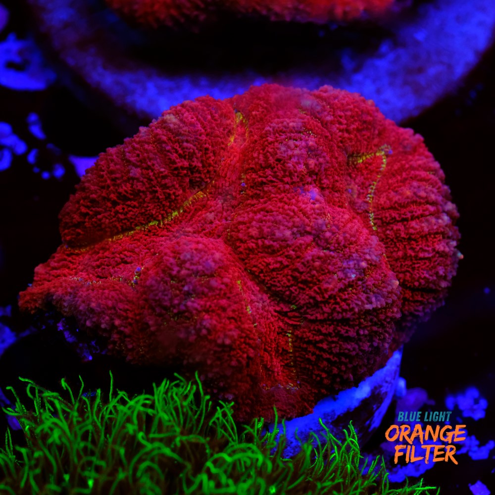 Simphyllia red