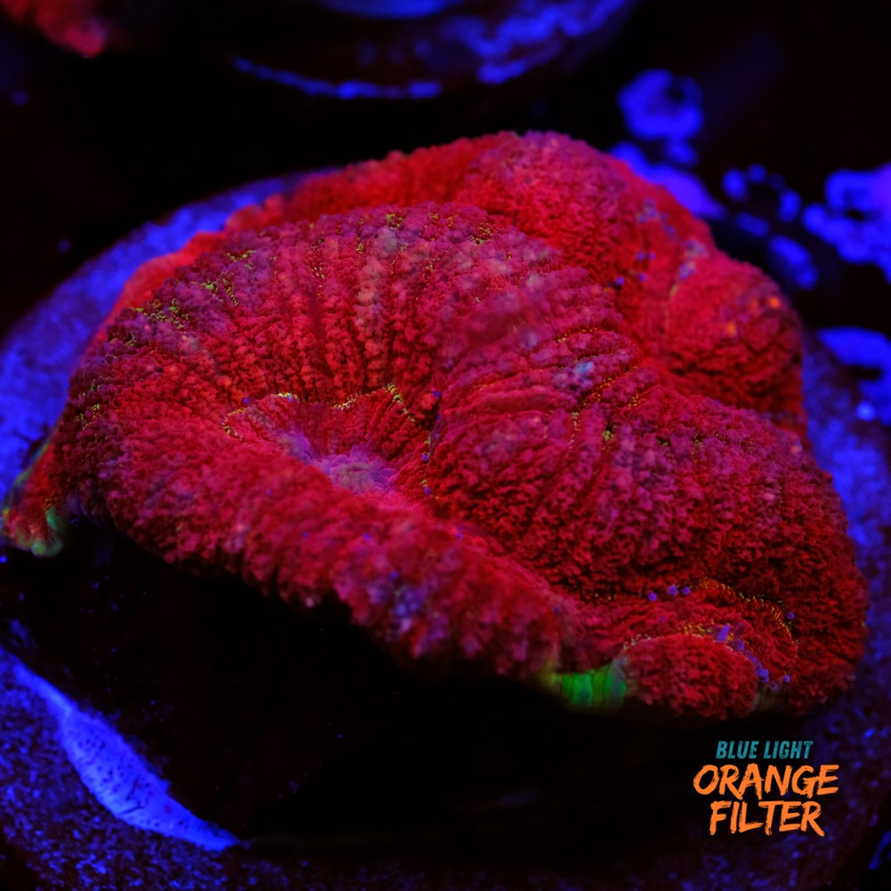 Simphyllia red