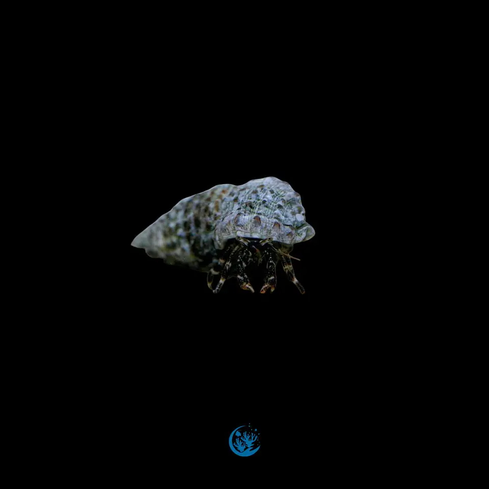 calcinus spp. 1