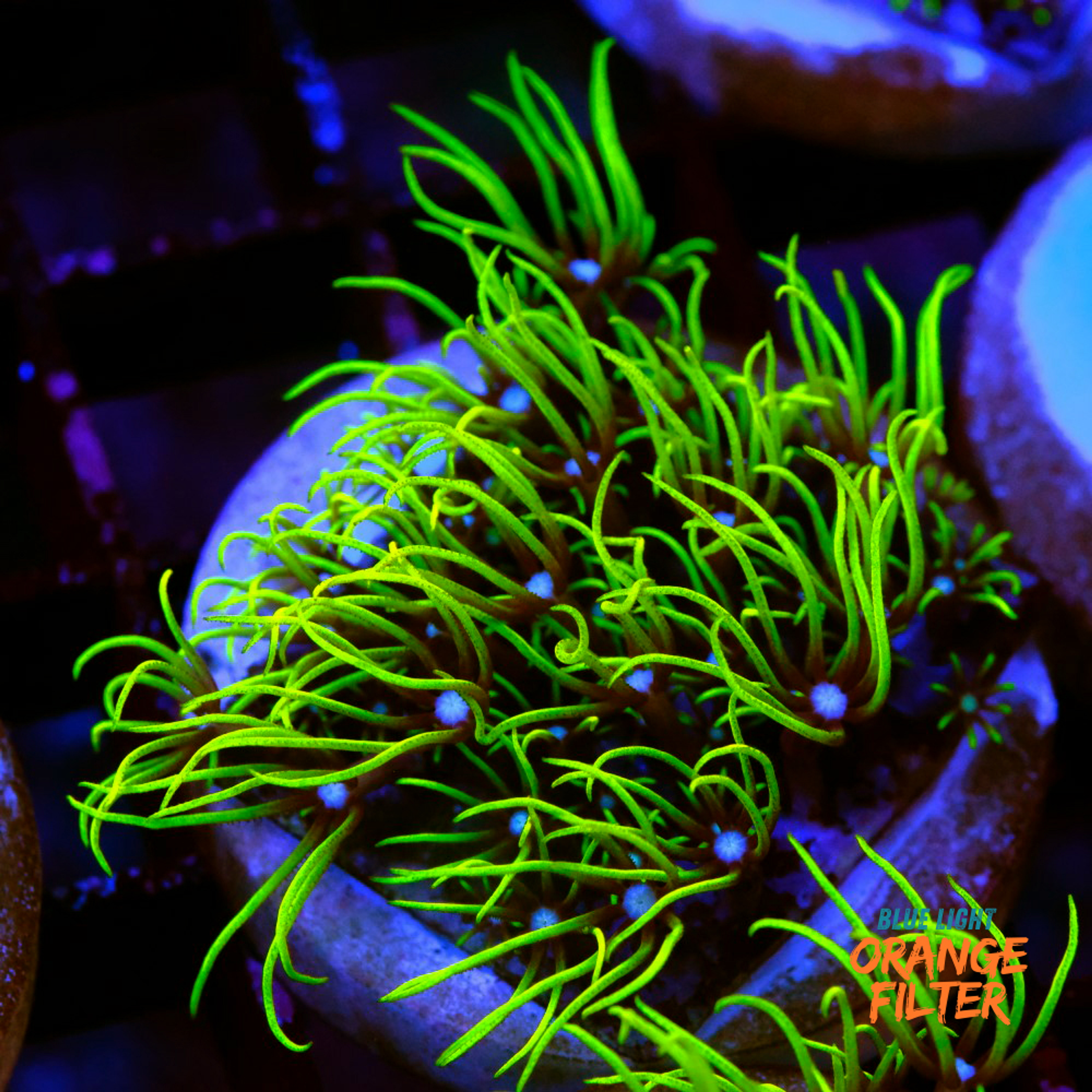 Pachyclavularia violactea